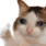 :crycat: