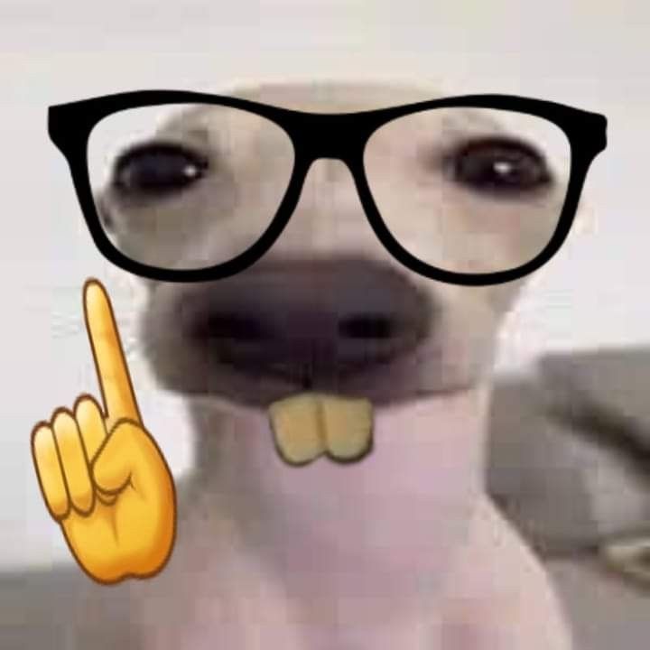 Dog🤓☝️